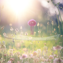 L'araignée sauteuse de vente-privee Oneday